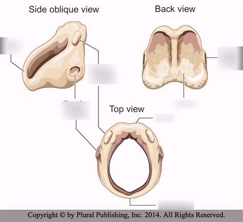It forms a midline separation in the nasal cavity. . The cricoid cartilage quizlet